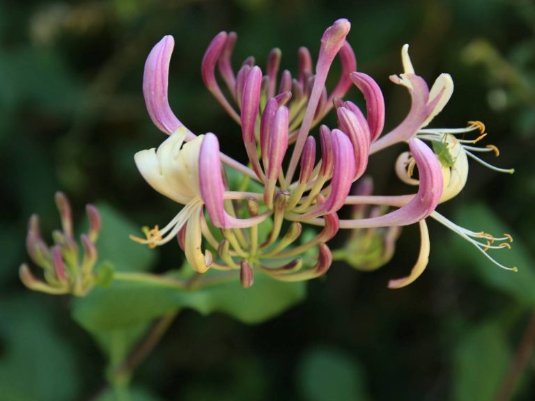 pink and cream flower of Lonicera etrusca, Cevennes
