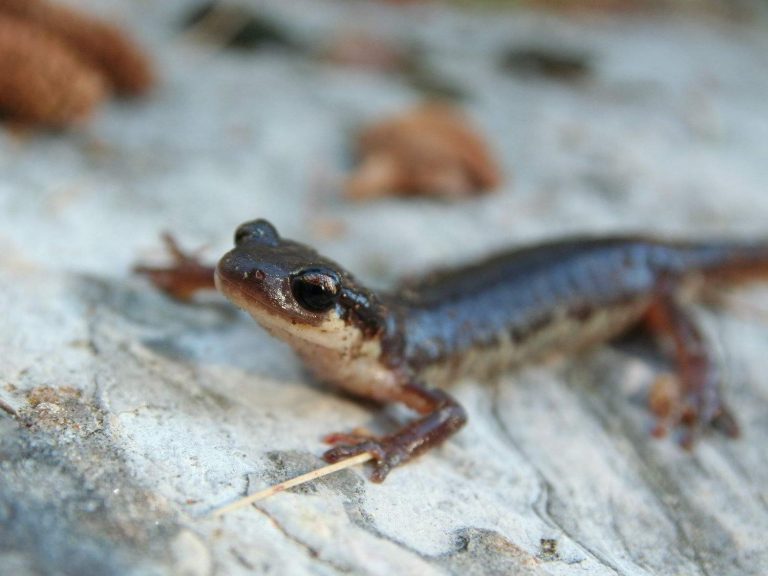 Luschan's Salamander standing on a pale rock, Turkey