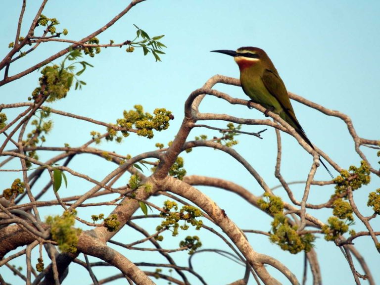 Madagascar Bee-eater perched on a branch, Madagascar