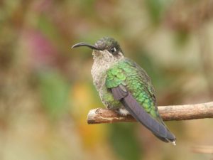 Magnificent Hummingbird perched on a branch, Costa Rica