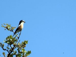 Masked Shrike singing from the top of an oak in Lesvos