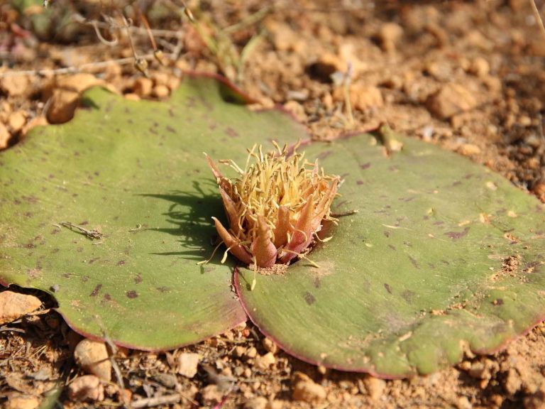 Massonia depressa flower, South Africa
