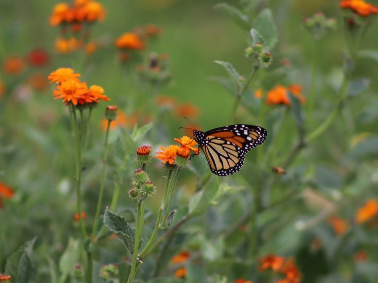 Monarch feeding on orange daisies in Peru