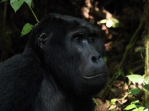 Mountain-Gorilla-Uganda