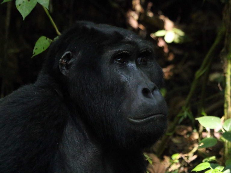 close up of Mountain Gorilla in the Ugandan rainforest