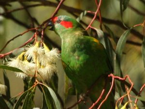 Musk Lorikeet among leaves and flowers, Tasmania