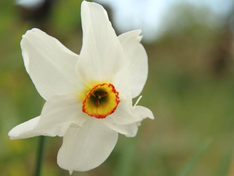 white flower of Narcissus poeticus, Gargano