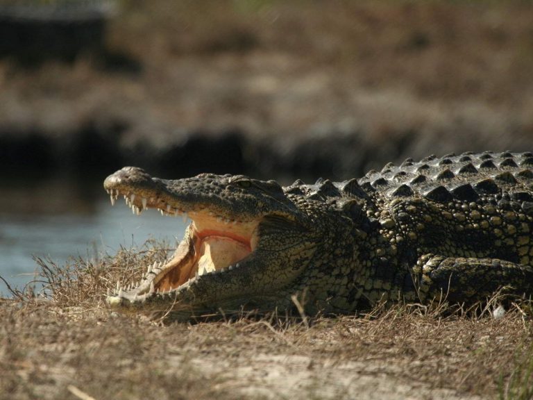 gaping Nile Crocodile on short grassland, Botswana