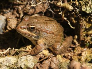 North African Water Frog on damp ground, Morocco