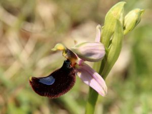 Ophrys-berolonii-Gargano