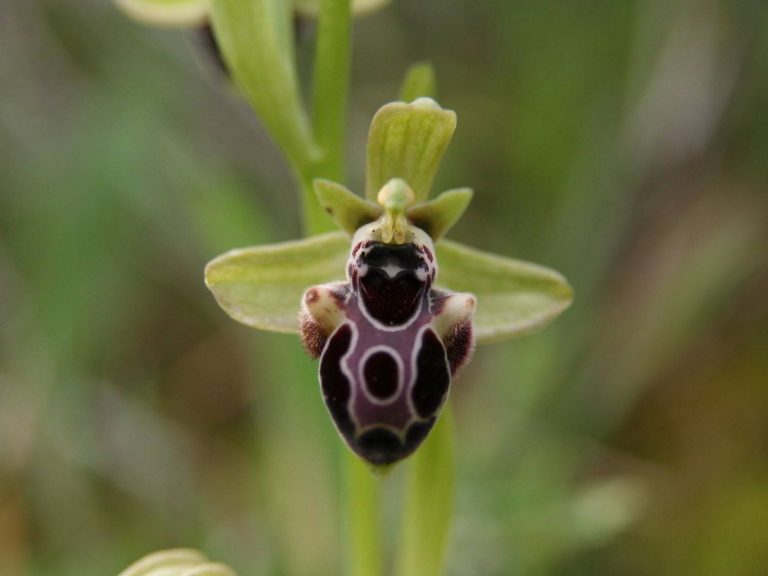 Ophrys kotschyi flower Cyprus