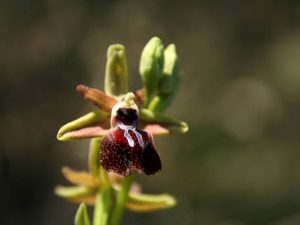 Ophrys-mammosa-Cyprus