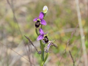 Ophrys-scolopax-Dordogne