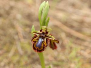 Ophrys-speculum-Sardinia