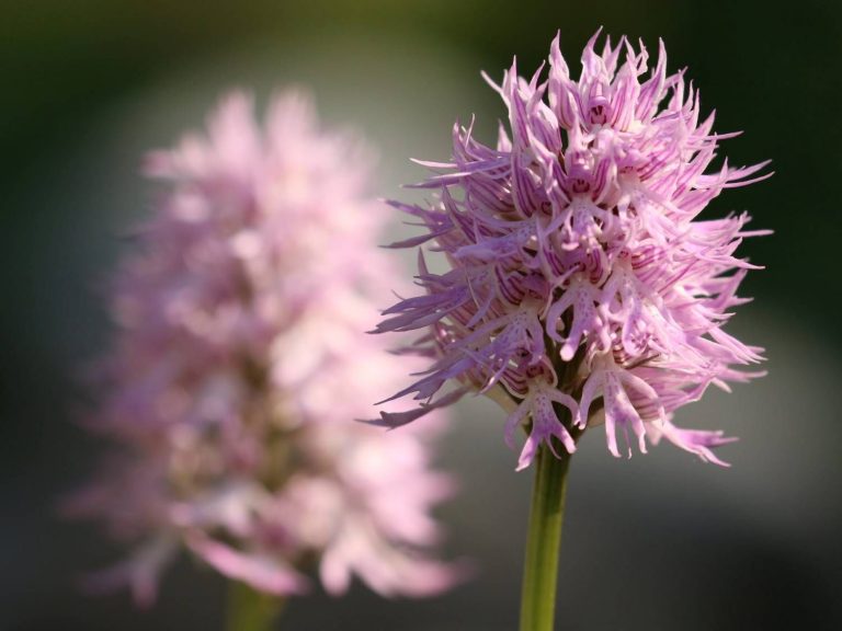 pink flowers of Orchis italica, Gargano