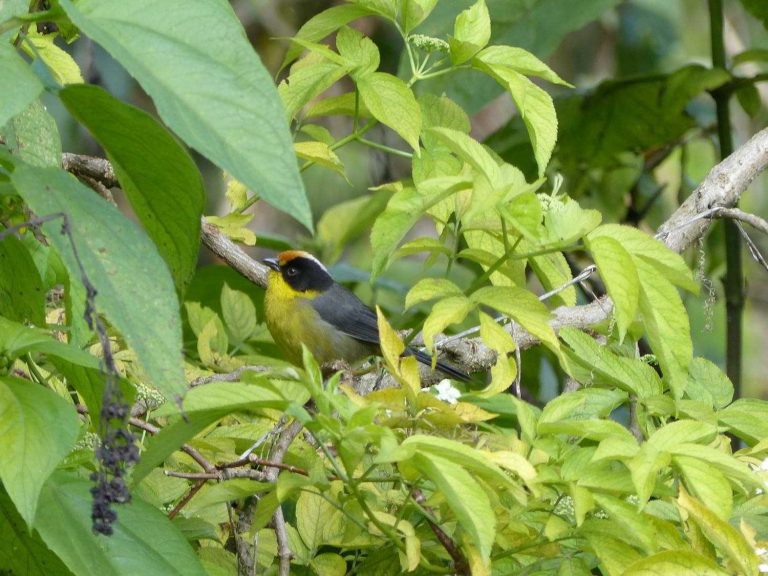 Pale-naped Brush Finch sitting in a tree, Colombia