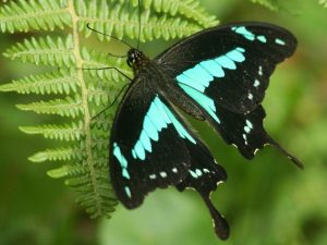 Papilio phorcas perched on a fern, Tanzania