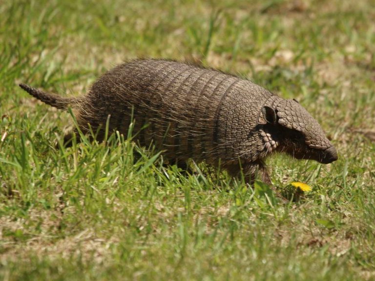Patagonian-Hairy-Armadillo-Chile