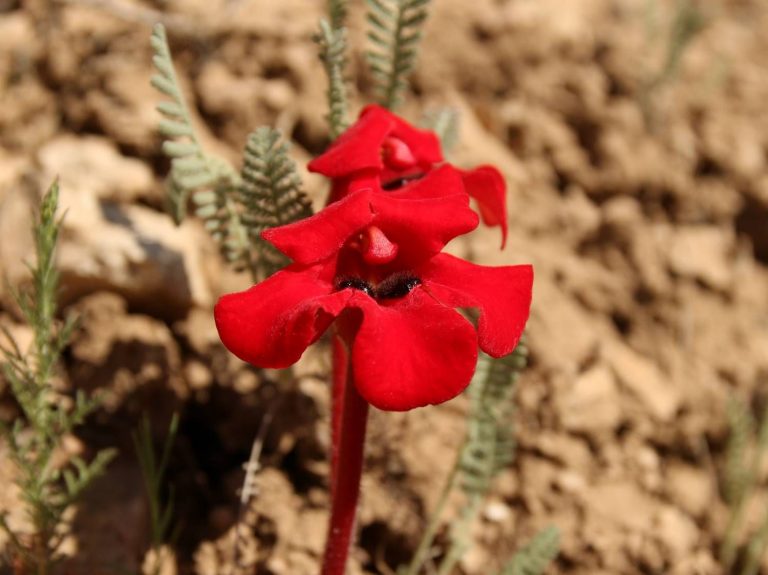 red flowers of Phelypaea tournefortii, Armenia