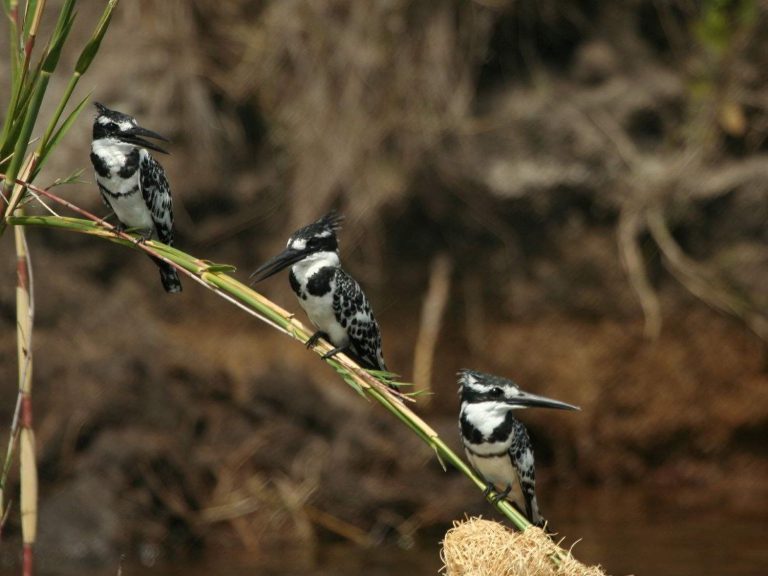Pied-Kingfisher-Botswana