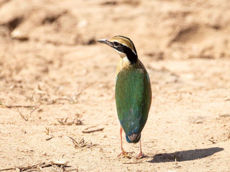 Indian Pitta standing on sandy ground, Sri Lanka