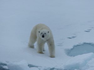 Polar Bear walking on pack ice, Svalbard