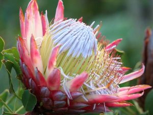 pink flower of Protea cynaroides, South Africa
