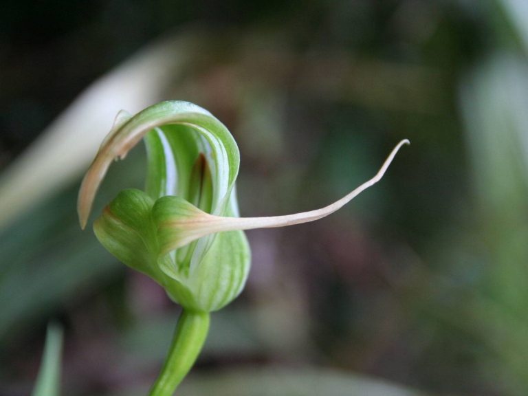 Pterostylis banskii flower, New Zealand