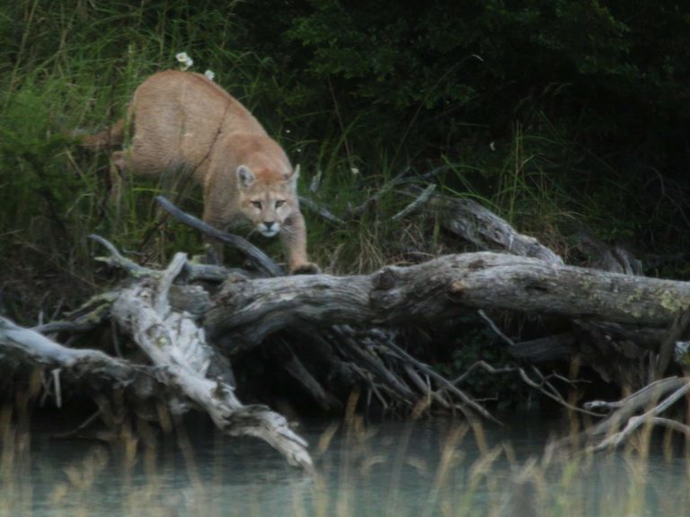 Puma stalking over a fallen tree close to water, Chile