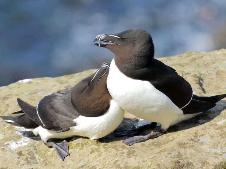 two Razorbills on a rocky outcrop, Mull