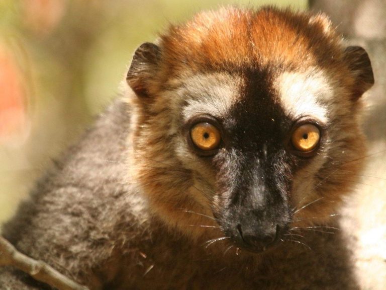 Red-fronted Brown Lemur, Madagascar