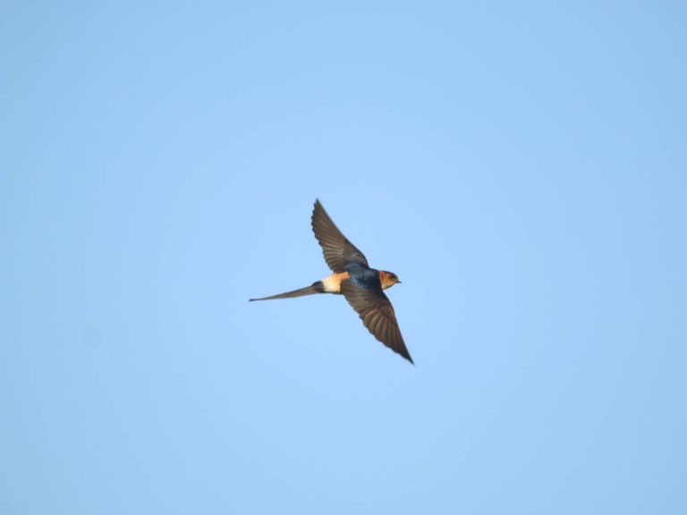 Red-rumped-Swallow-Lesvos