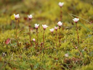 white flowers of Saxifraga svalbardensis in moss, Svalbard