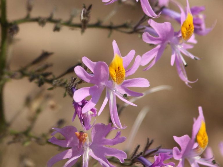 purple flowers of Schizanthus hookeri, Chile