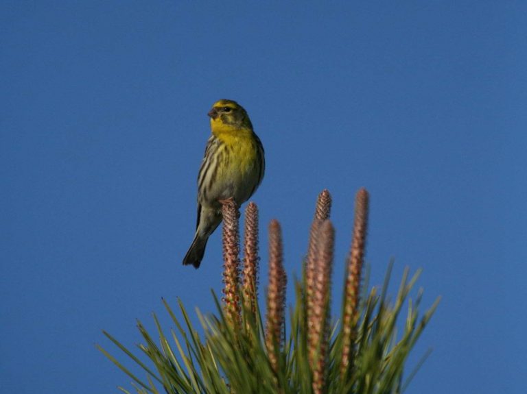 Serin perched on a tree top, Portugal