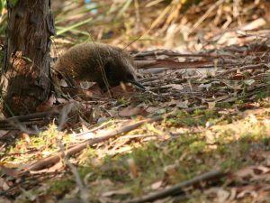 Short-beaked Echidna creeping through the undergrowth, Tasmania