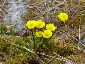 Ranunculus-nivalis-Svalbard