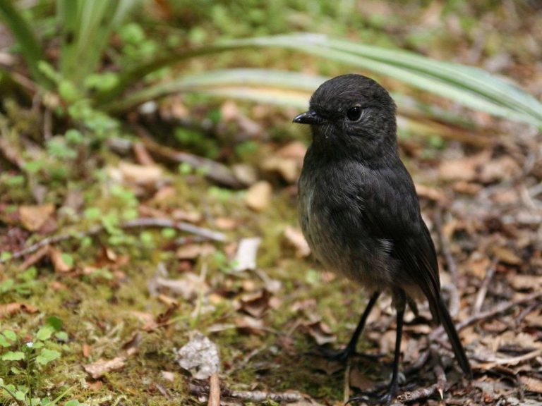 South Island Robin standing alert, New Zealand