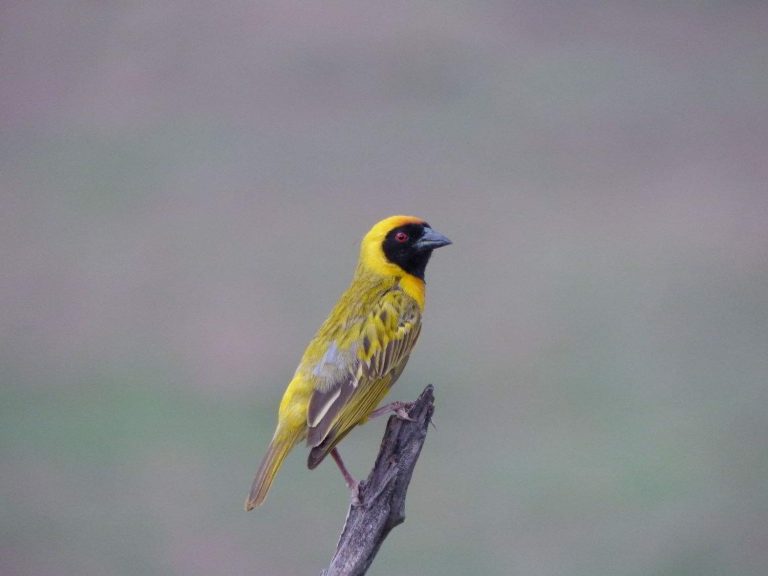 Southern Masked Weaver perched on the end of a branch, South Africa