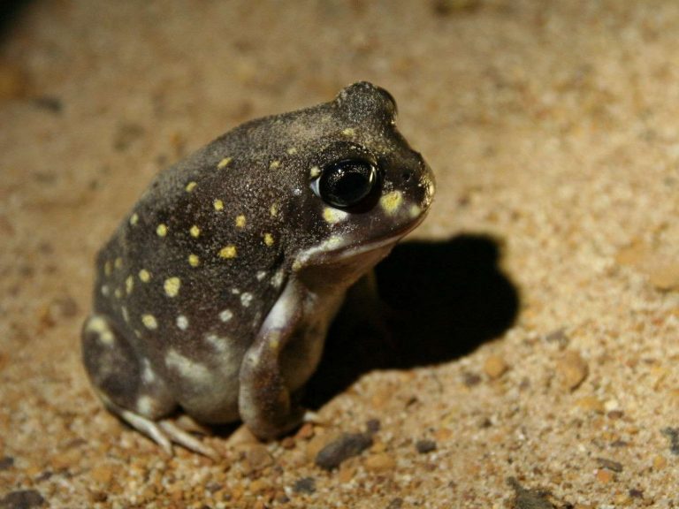 Spotted Burrowing Frog on sandy ground, Australia