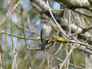 Spotted Flycatcher on a twig, Sussex