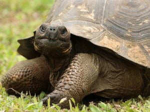 Santa Cruz Giant Tortoise in short grassland, Galapagos