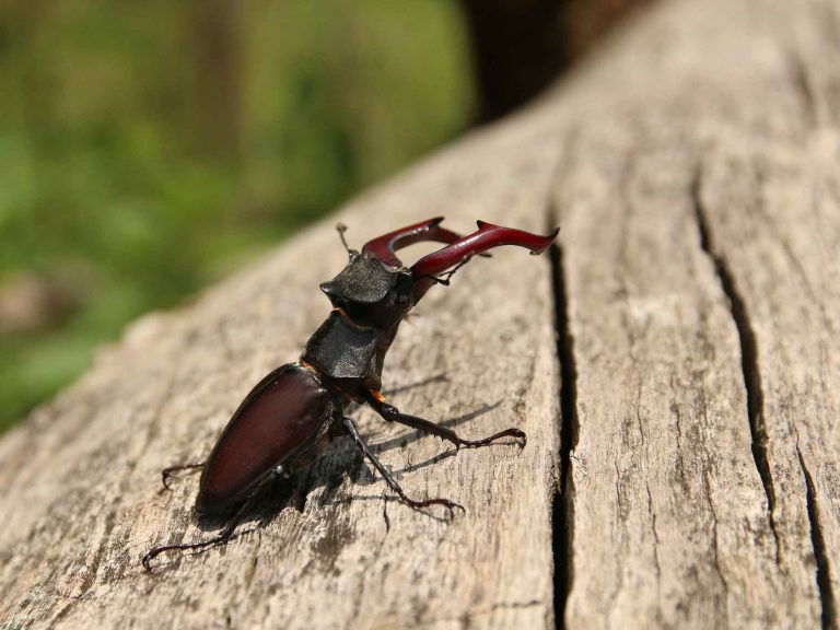 male Stag Beetle on deadwood, Transylvania