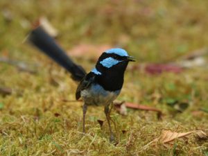 Superb Fairywren standing in moss, Tasmania