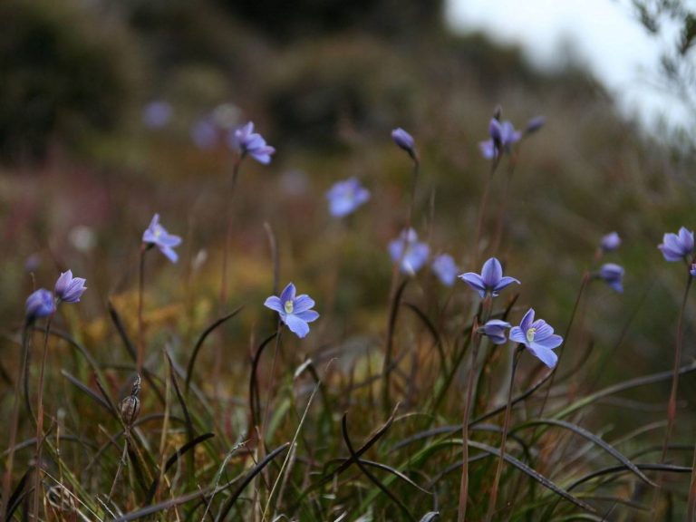 Thelymitra cyanea flowers in grassland, New Zealand