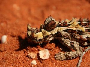 Thorny Devil on orange sand, Australia
