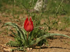 Tulipa-genensis-Cyprus