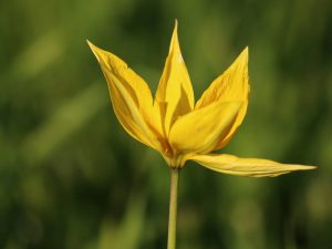 Tulipa-sylvestris-Gargano