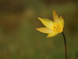 yellow flower of Wild Tulip in the Cevennes