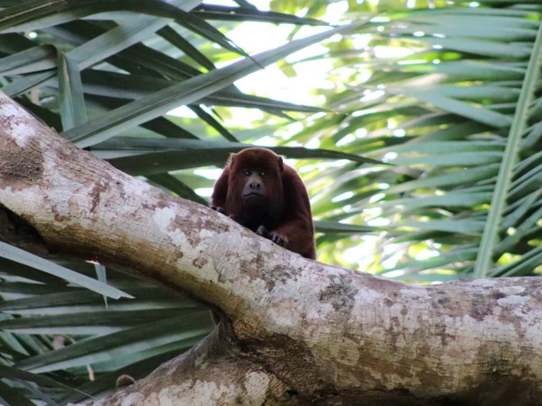 Venezuelan Red Howler sitting on a tree branch, Colombia